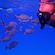 A man in a snorkel vest, mask and snorkel floating near the water's surface and observing a school of fish